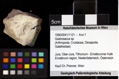 Foto (Objket + Etiketten) von Gastrosacus sp. 